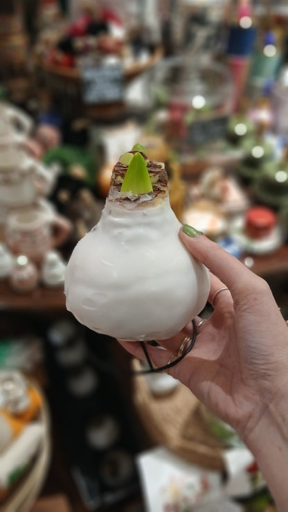 Waxed Amaryllis Bulb