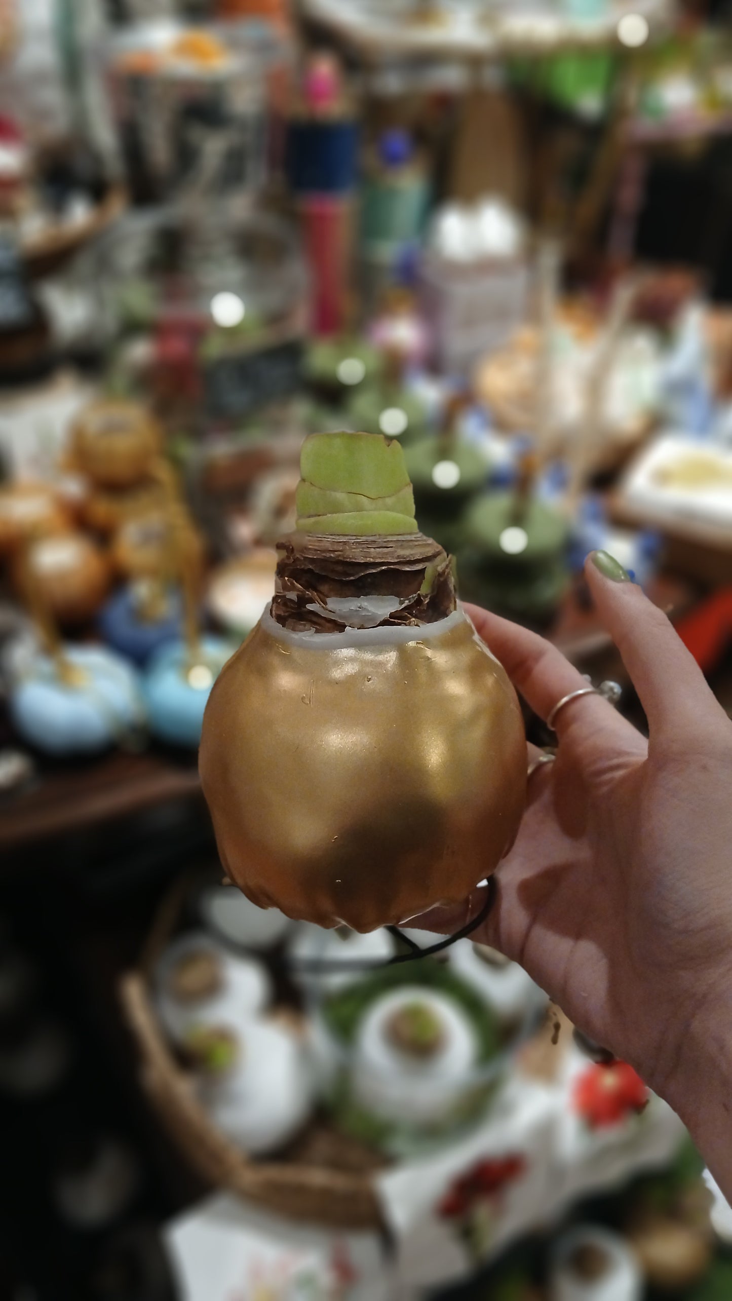 Waxed Amaryllis Bulb