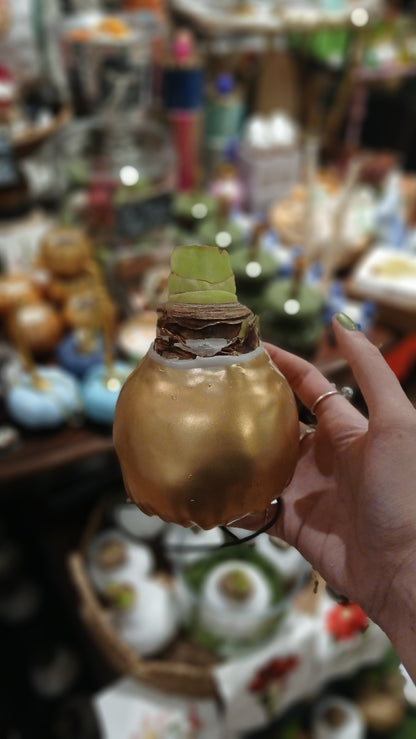 Waxed Amaryllis Bulb