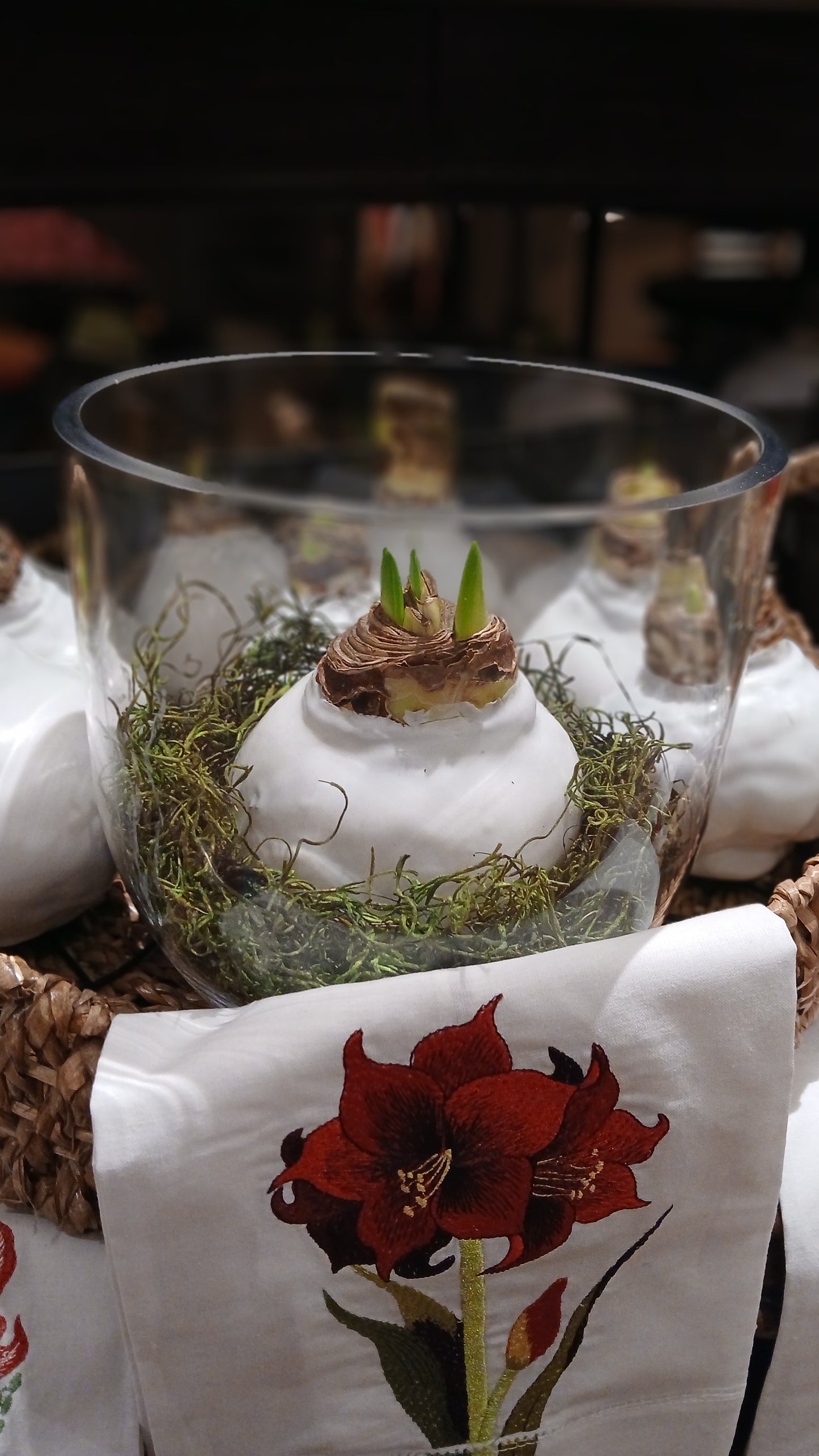 Waxed Amaryllis Bulb