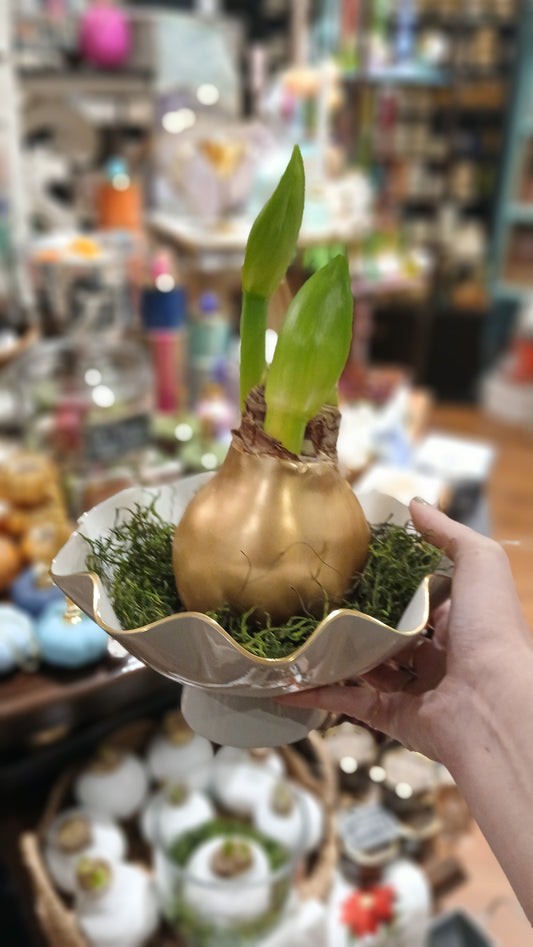 Waxed Amaryllis Bulb