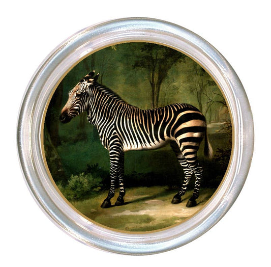 C6826-South African Zebra